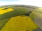 Areal view of blooming raps field