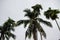 Areca catechu Areca nut palm, Betel Nuts and coconut tree, grow on same place