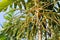 Areca nut, Areca nut palm or Areca palm or Betel nut palm or Betel Nuts or Areca catechu L or ARECACEAE or PALMAE or PALMACEAE or