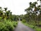 Areca nut or betel nut tree plantation in a country side