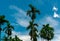 Areca nut palm Areca catechu. Betel nut palm tree with blue sky and white clouds. Commercial crop. Tropical palm tree in garden