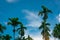 Areca nut palm Areca catechu. Betel nut palm tree with blue sky and white clouds. Commercial crop. Tropical palm tree in garden