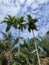 areca nut that towers above the other trees with visible above the expanse of blue sky