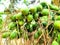 Areca Nuts: Nature\'s Treasures of Tradition and Taste