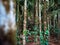 Areca nuts tree plantation