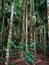 Areca nuts tree plantation.