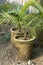 Areca palm, bamboo palm, golden cane palm or yellow palm in a pots