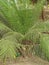 ARECA PALM & x22;DIPSIS LUTSCENS