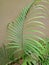 Areca palm fresh leaves