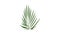 Areca palm leaf icon animation