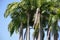 Areca palm tree in nature garden