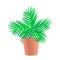 Areca palm tree in a pot