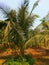 Areca Palm trees in the garden with sunlight