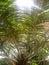 Areca PalmPlants