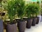 Areca plant collection with  dark pot