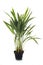 Areca plant in studio