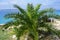 Arecaceae palm on the Adriatic sea coast in Croatian Island of Pag