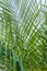 Arecaceae or Palmae