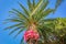 Arecaceae, Phoenix canariensis palm tree in Amalfi Coast at sunny sky, Italy