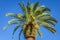 Arecaceae, Phoenix canariensis palm tree in Amalfi Coast at sunny sky, Italy