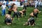 An arena of heavyweight wrestlers battle for victory at the Kemer Turkish Oil Wrestling Festival in Turkey.