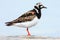 Arenaria interpres, Turnstone