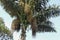 Arenga pinnata, Arenga saccharifera is an economically important feather palm native to tropical Asia