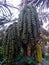 Arenga pinnata or Malay sago palm