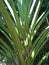 Arenga pinnata palm tree or Sugar Palm