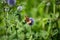 Arethusana arethusa, Rusty velvet butterfly on flower, butterfly on flower