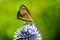 Arethusana arethusa, Rusty velvet butterfly on flower, butterfly on flower
