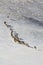 Argali Marco Polo. A flock of sheep Marco Polo in the Tien Shan mountains, in winter