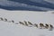 Argali Marco Polo. A flock of sheep Marco Polo in the Tien Shan mountains, in winter