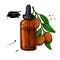 Argan essential oil bottle hand drawn vector illustration. Isola