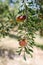 Argan fruit on tree