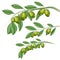 Argan fruit vector and leaf