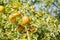 Argan fruits on tree