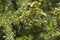 Argan nuts on Argan tree (Argania spinosa).
