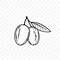 Argan oil nut and leaf vector sketch icon