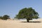 Argan tree in the desert