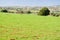 Argan trees in green field