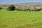 Argan trees in green field