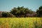 Argan trees are a part of the Moroccan field