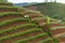 Argapura Indonesia 2018: Farmer working in their onion plantation in the morning after sunrise, West Java, Indonesia