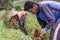 Argapura Indonesia 2018: Farmer working in their onion plantation in the morning after sunrise, West Java, Indonesia