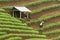 Argapura Indonesia 2018: Farmer working in their onion plantation in the morning after sunrise, West Java, Indonesia