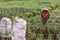 Argapura Indonesia 2018: Farmer working in their onion plantation in the morning after sunrise, West Java, Indonesia