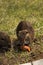 Arge adult water rat eating carrots