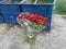 Arge bouquet of red roses thrown on the street the dump