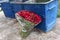 Arge bouquet of red roses thrown on the street the dump